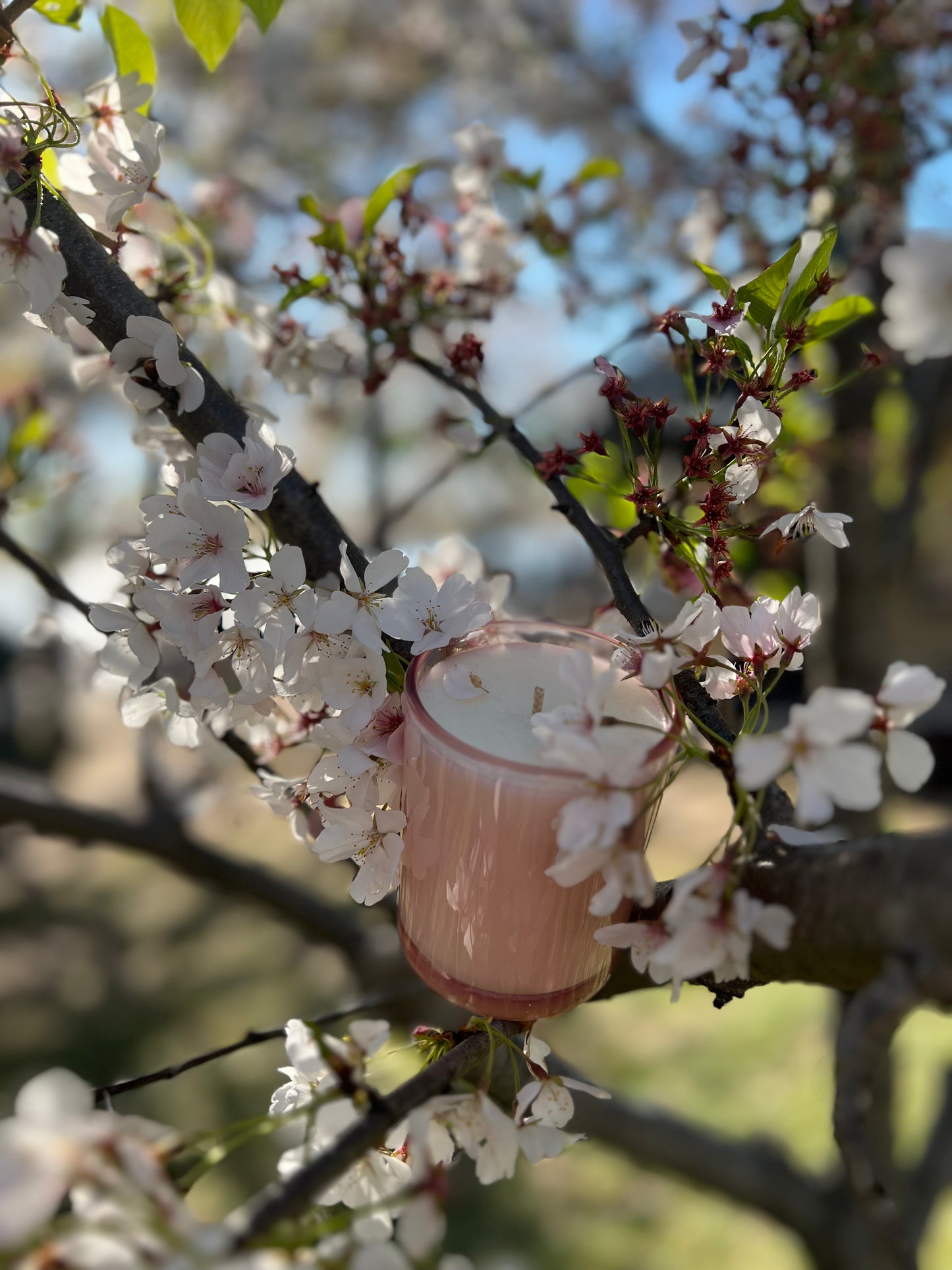 Bloom 8 Oz Candle